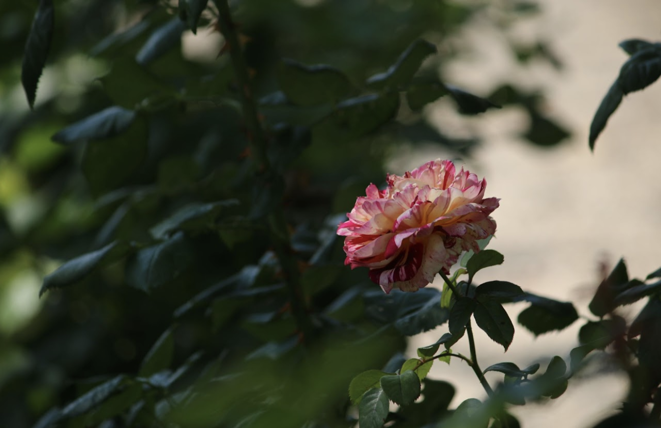 pink rose